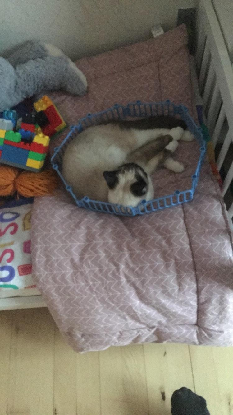 Blanding af racer Lilo billede 3