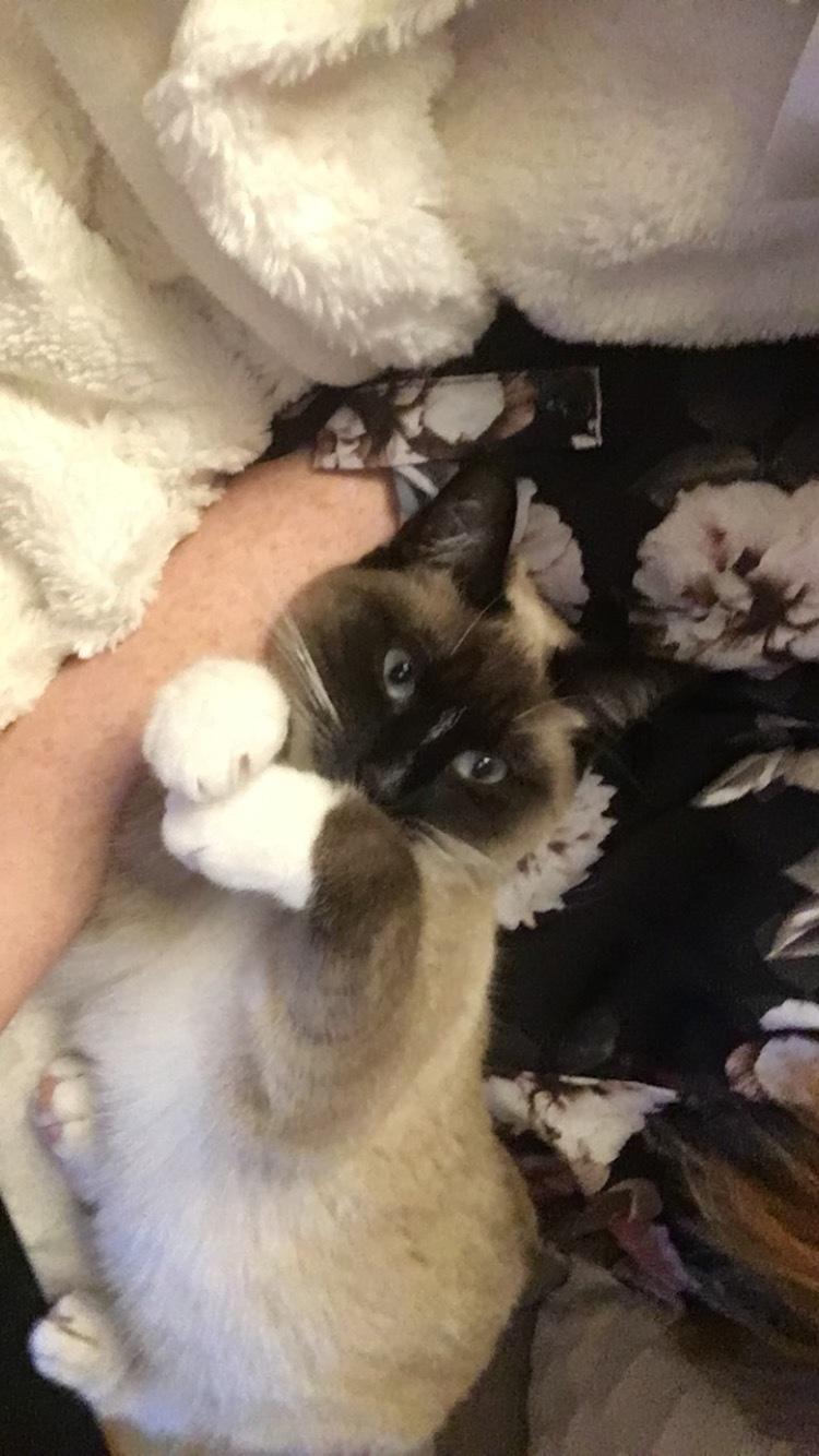 Blanding af racer Lilo billede 4