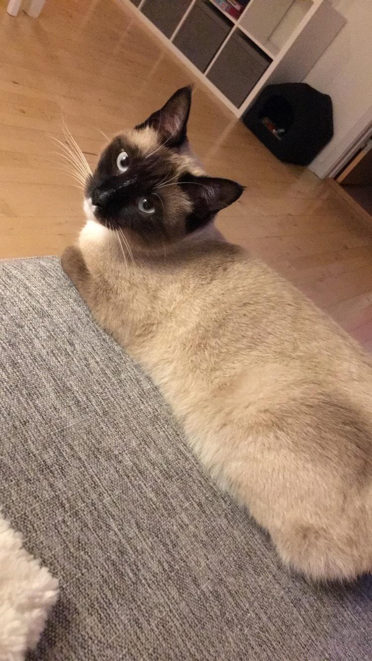 Blanding af racer Lilo billede 5