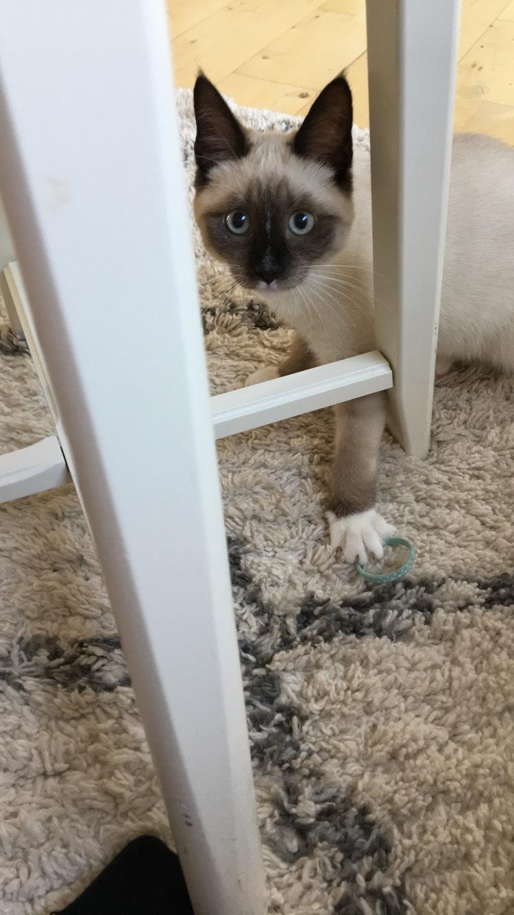 Blanding af racer Lilo billede 2