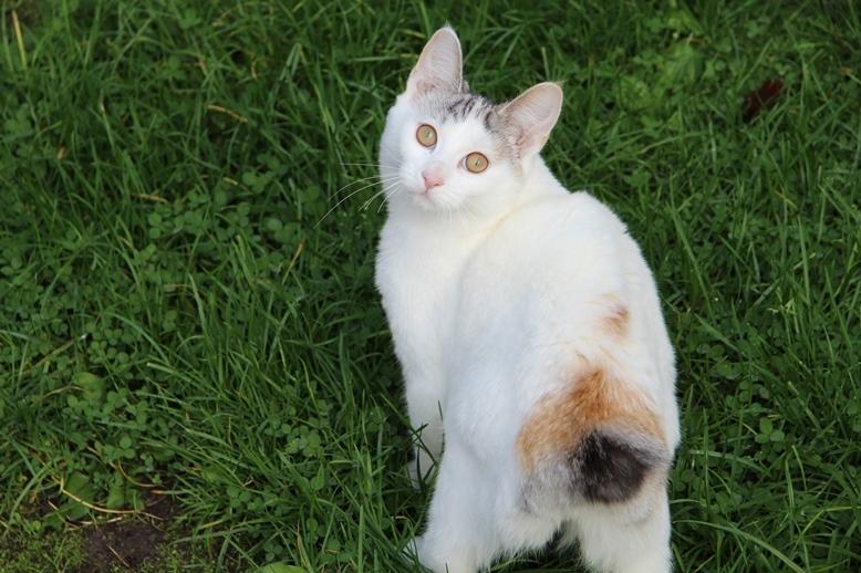 Kurilean Bobtail JeaTri´s Aurora billede 1