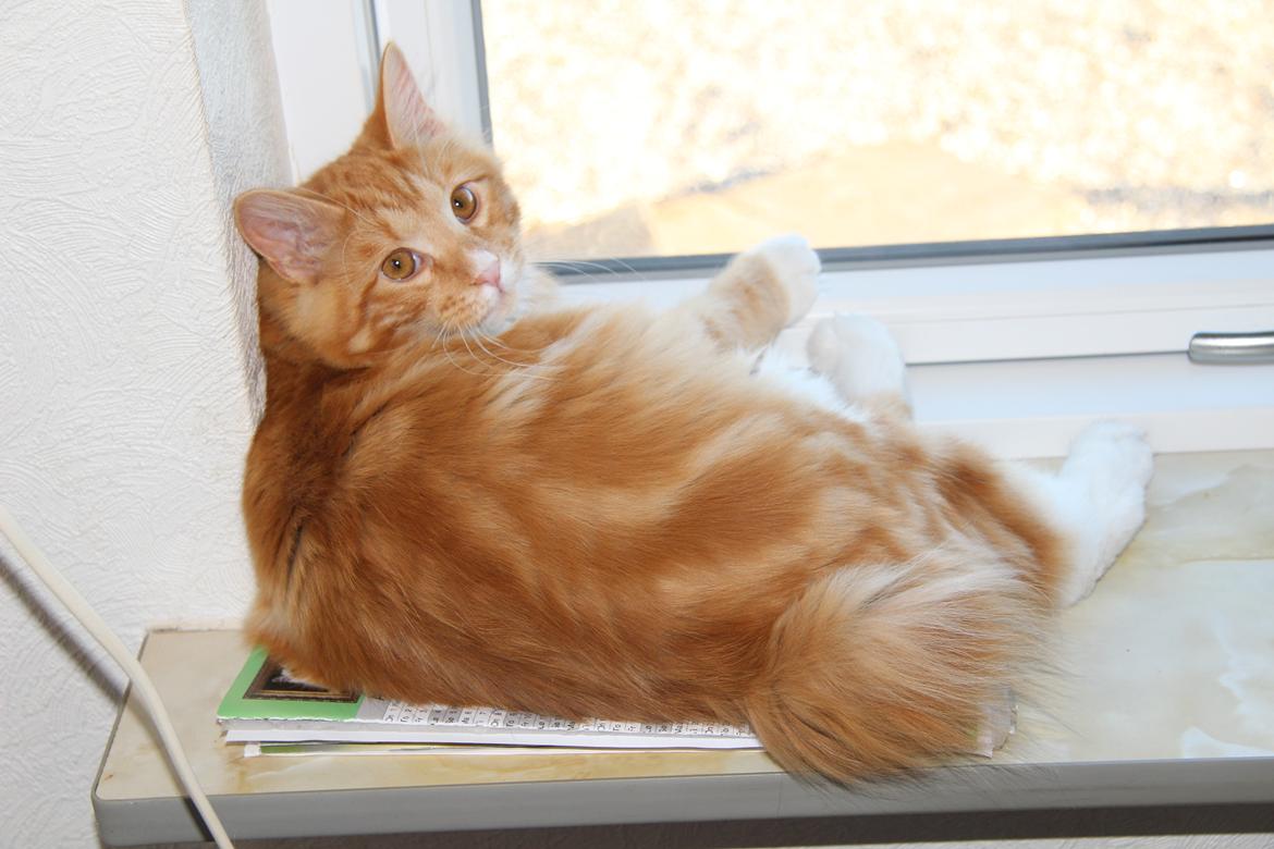 Kurilean Bobtail DK JeaTri´s Bocelli  billede 1