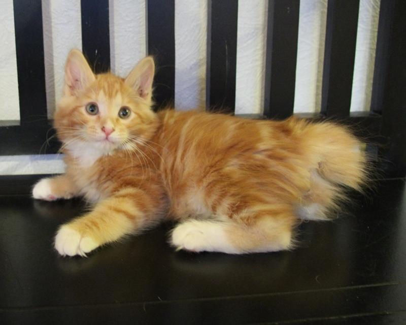 Kurilean Bobtail DK JeaTri´s Bocelli  billede 3