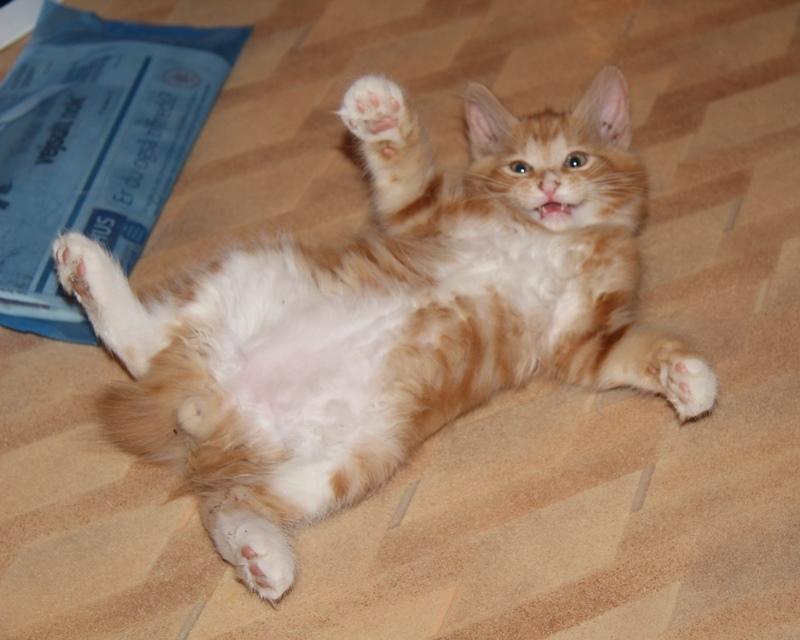 Kurilean Bobtail DK JeaTri´s Bocelli  billede 4
