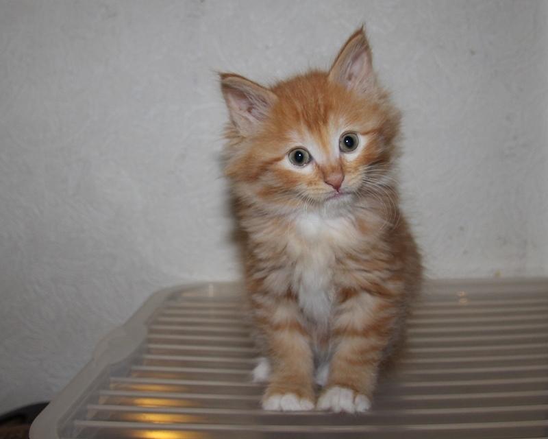 Kurilean Bobtail DK JeaTri´s Bocelli  billede 5
