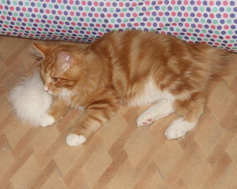 Kurilean Bobtail DK JeaTri´s Bocelli  billede 2
