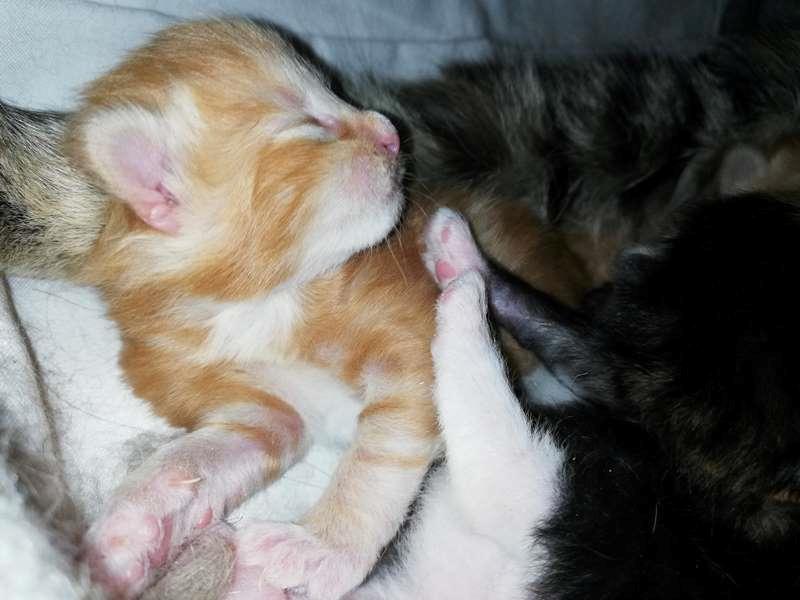 Kurilean Bobtail DK JeaTri´s Bocelli  billede 7