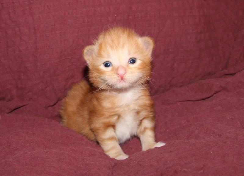 Kurilean Bobtail DK JeaTri´s Bocelli  billede 8