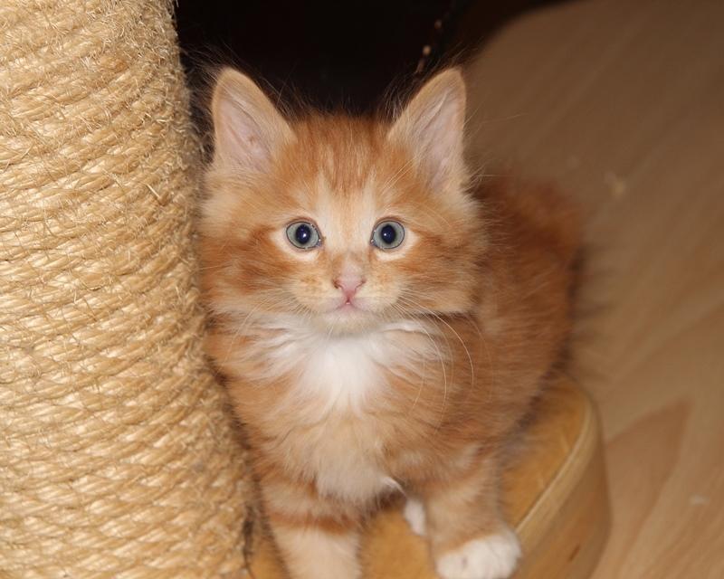 Kurilean Bobtail DK JeaTri´s Bocelli  billede 6