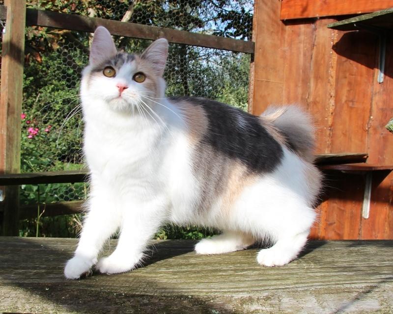 Kurilean Bobtail Liva - CH. SE Farm Moggie's Evelin billede 1
