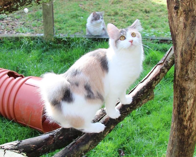 Kurilean Bobtail Liva - CH. SE Farm Moggie's Evelin billede 3