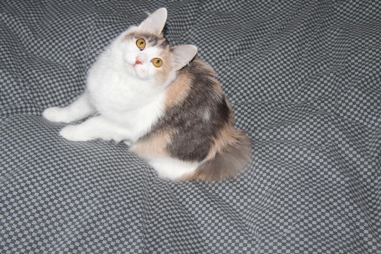 Kurilean Bobtail Liva - CH. SE Farm Moggie's Evelin billede 4