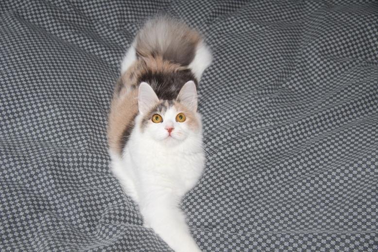 Kurilean Bobtail Liva - CH. SE Farm Moggie's Evelin billede 5