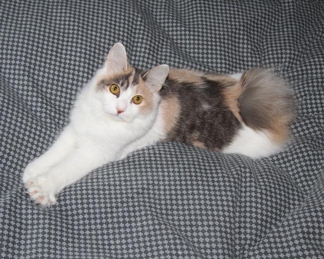 Kurilean Bobtail Liva - CH. SE Farm Moggie's Evelin billede 6