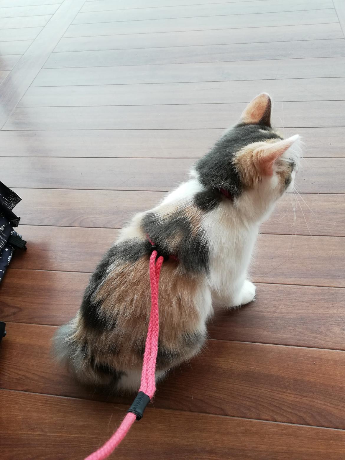 Kurilean Bobtail Liva - CH. SE Farm Moggie's Evelin billede 7