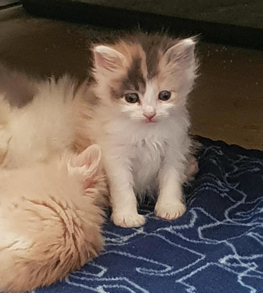 Kurilean Bobtail Liva - CH. SE Farm Moggie's Evelin billede 8