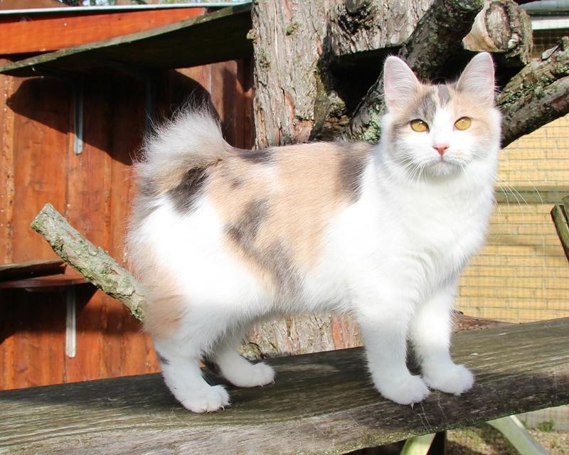Kurilean Bobtail Liva - CH. SE Farm Moggie's Evelin billede 2