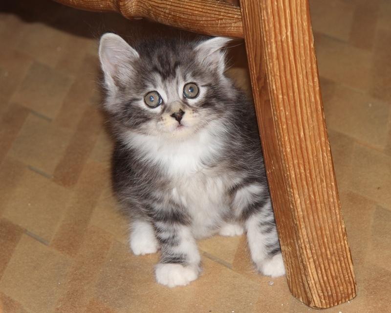 Kurilean Bobtail DK JeaTri´s Kaptajn Klo billede 1
