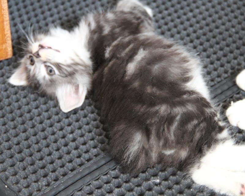 Kurilean Bobtail DK JeaTri´s Kaptajn Klo billede 3