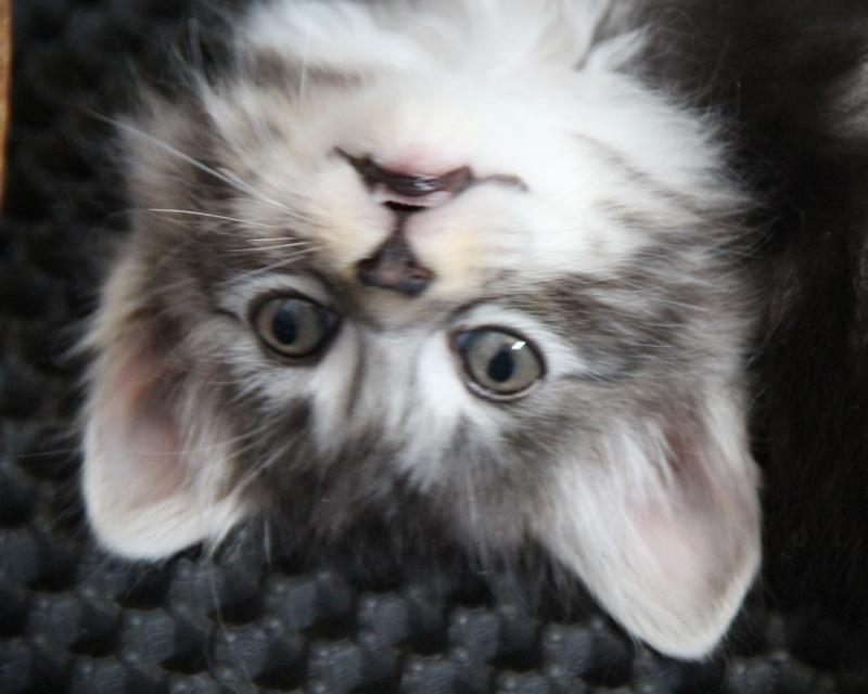 Kurilean Bobtail DK JeaTri´s Kaptajn Klo billede 4