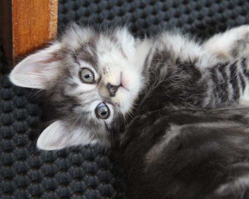 Kurilean Bobtail DK JeaTri´s Kaptajn Klo billede 5