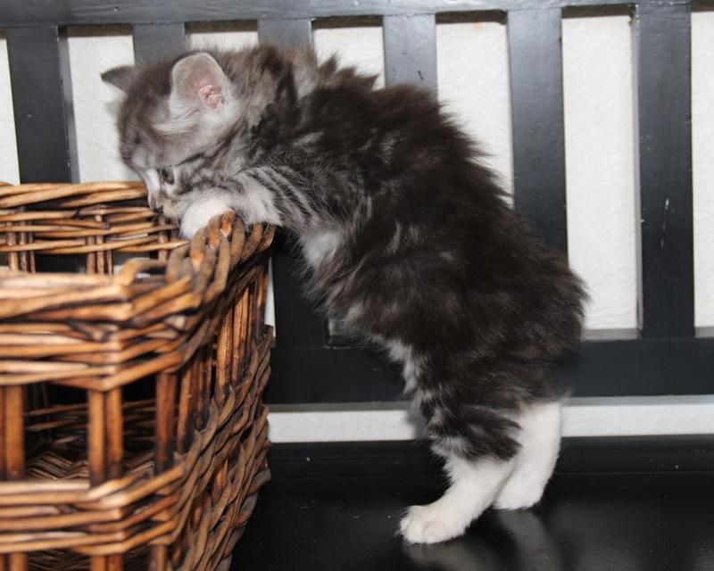 Kurilean Bobtail DK JeaTri´s Kaptajn Klo billede 6