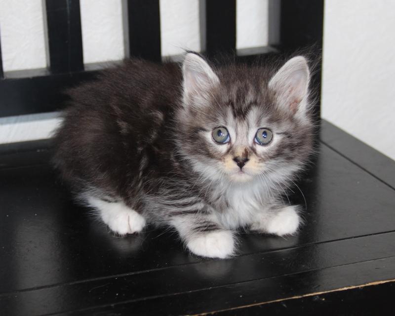 Kurilean Bobtail DK JeaTri´s Kaptajn Klo billede 7