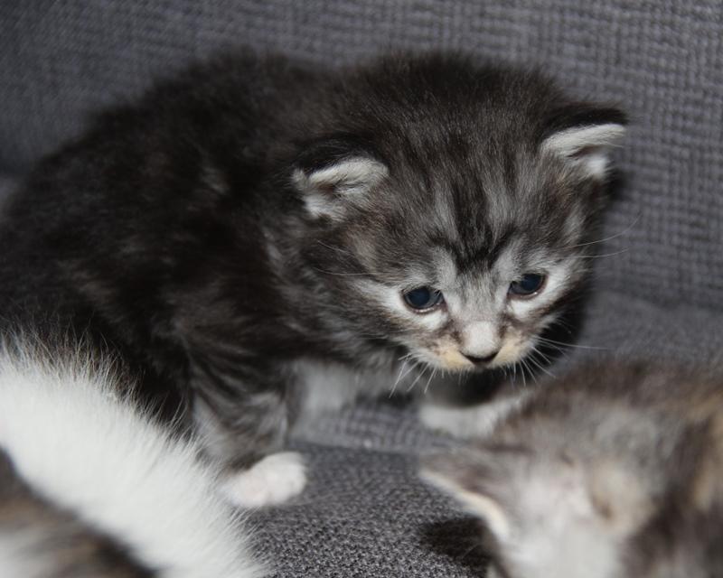 Kurilean Bobtail DK JeaTri´s Kaptajn Klo billede 8