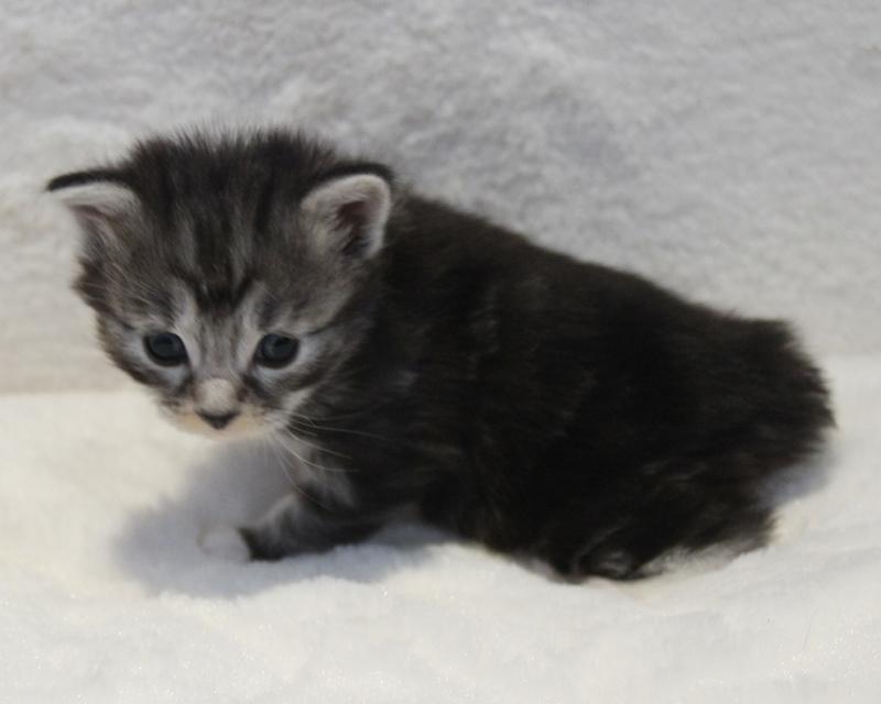 Kurilean Bobtail DK JeaTri´s Kaptajn Klo billede 9