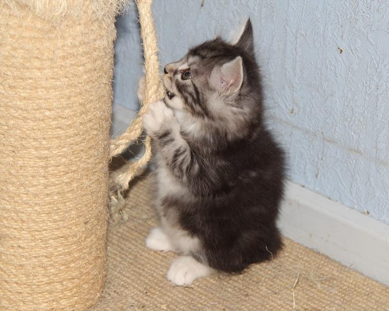 Kurilean Bobtail DK JeaTri´s Kaptajn Klo billede 2