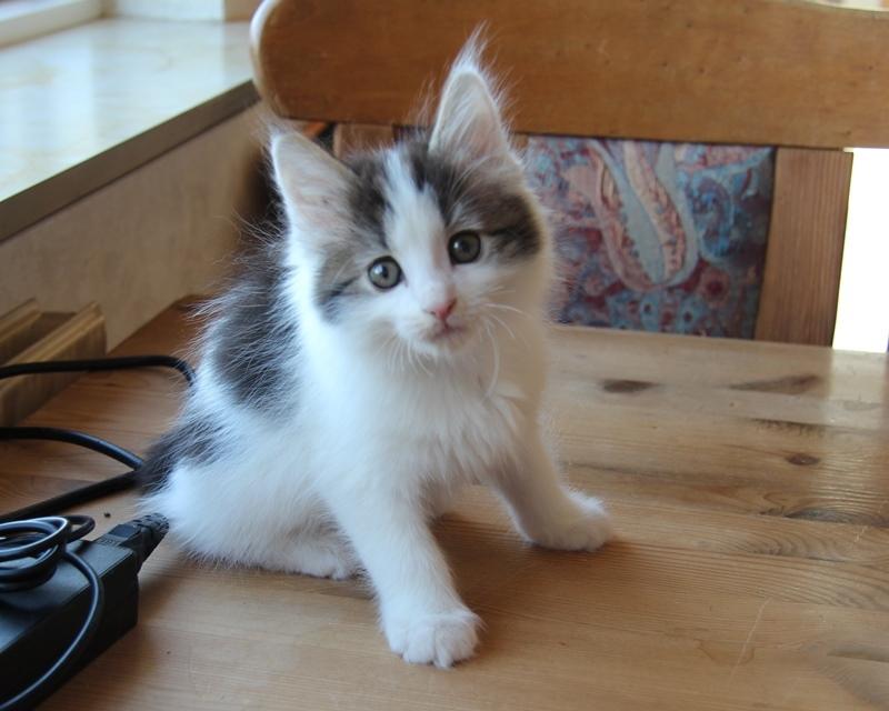 Kurilean Bobtail DK JeaTri´s Nanna billede 1