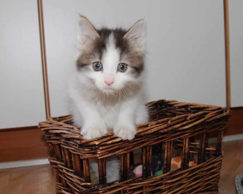 Kurilean Bobtail DK JeaTri´s Nanna billede 3