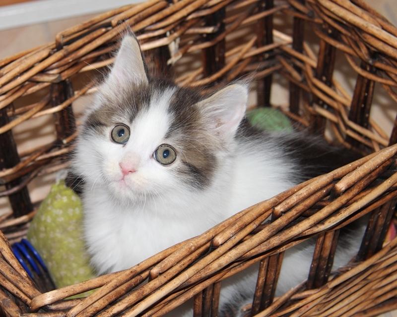 Kurilean Bobtail DK JeaTri´s Nanna billede 4