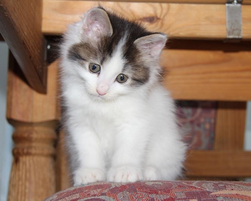 Kurilean Bobtail DK JeaTri´s Nanna billede 5