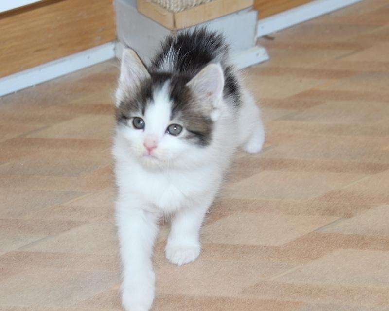 Kurilean Bobtail DK JeaTri´s Nanna billede 6