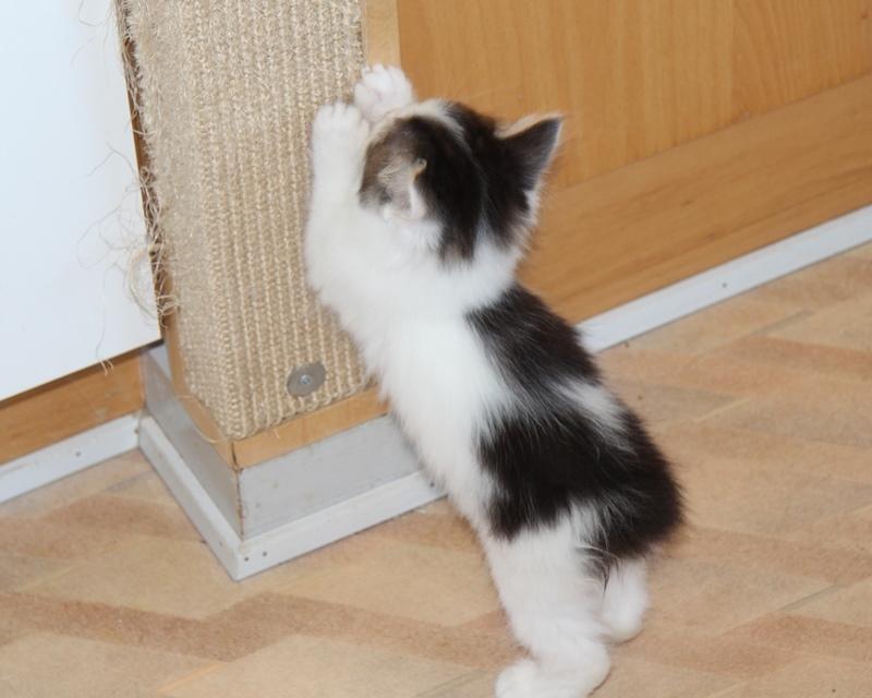 Kurilean Bobtail DK JeaTri´s Nanna billede 7