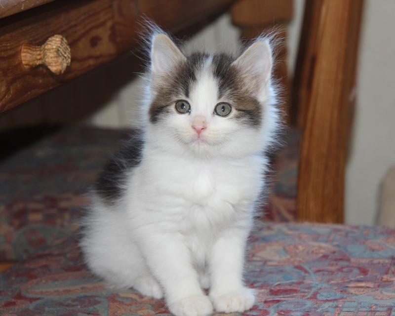 Kurilean Bobtail DK JeaTri´s Nanna billede 8