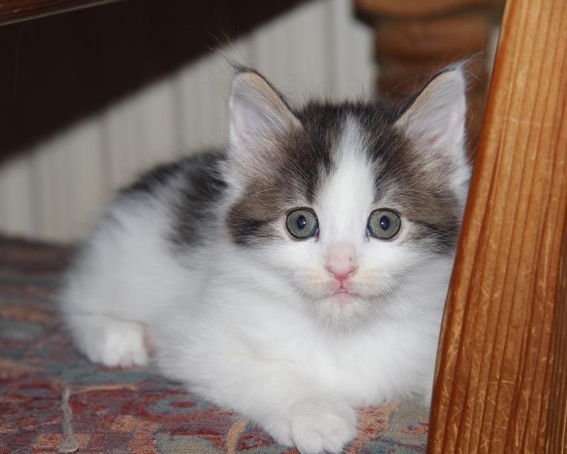 Kurilean Bobtail DK JeaTri´s Nanna billede 9