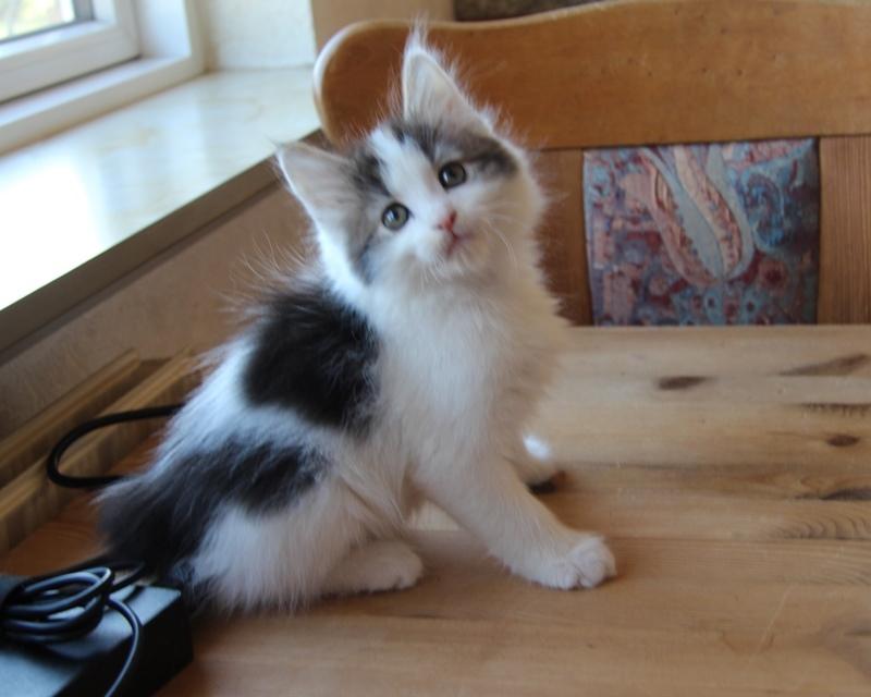 Kurilean Bobtail DK JeaTri´s Nanna billede 2