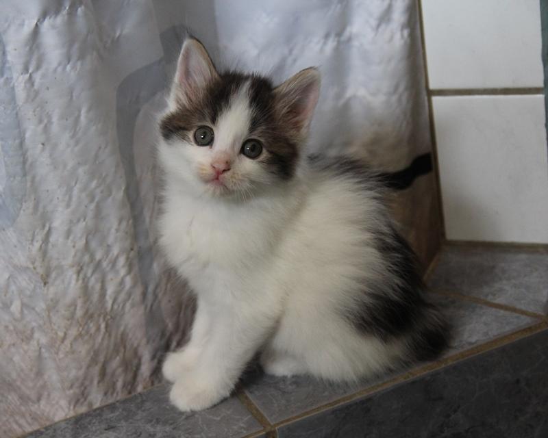 Kurilean Bobtail DK JeaTri´s Nanna billede 11