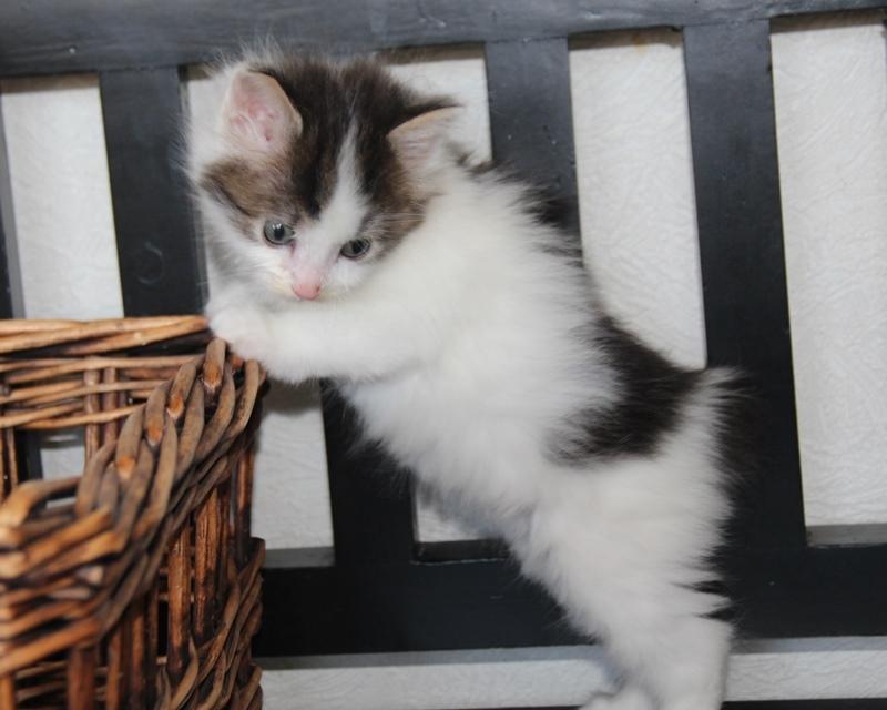 Kurilean Bobtail DK JeaTri´s Nanna billede 12