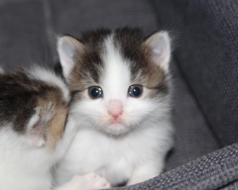 Kurilean Bobtail DK JeaTri´s Nanna billede 13