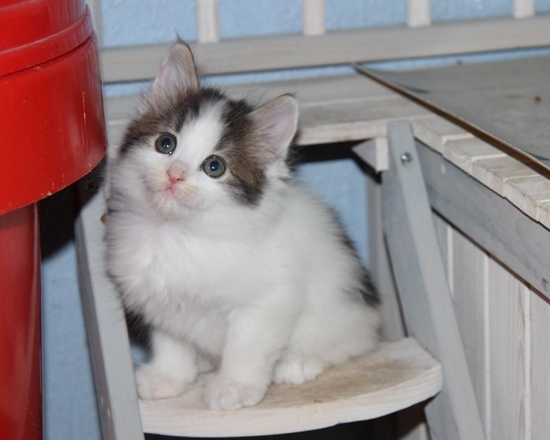 Kurilean Bobtail DK JeaTri´s Nanna billede 10