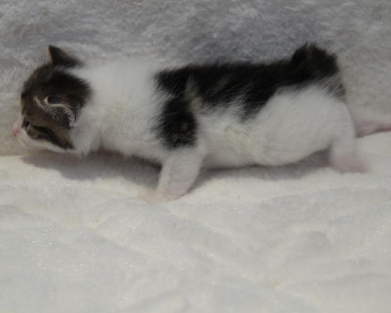 Kurilean Bobtail DK JeaTri´s Wendy billede 11