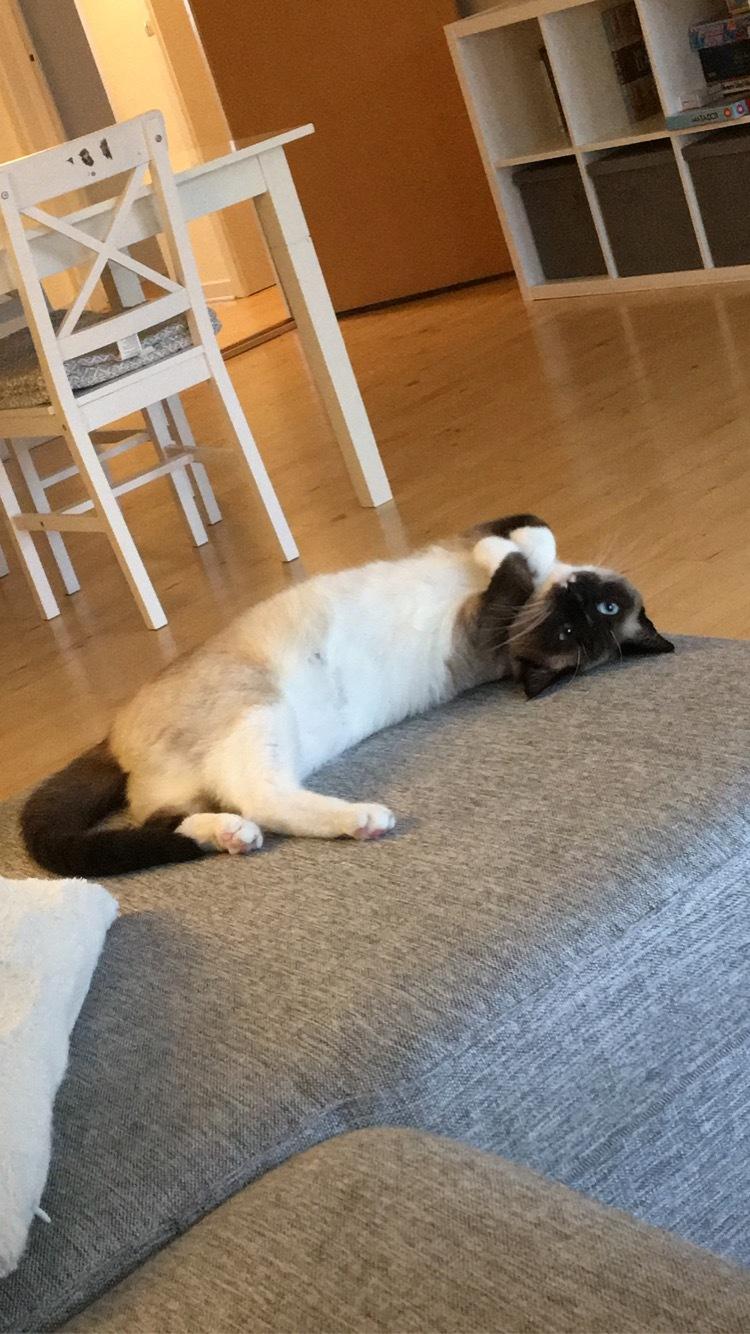 Blanding af racer Lilo billede 6