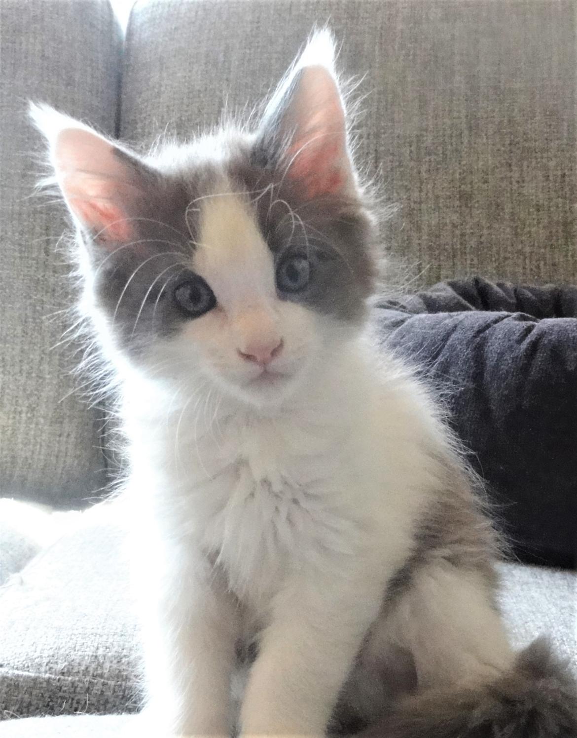 Maine Coon Blackangel's Blue Ghost billede 16