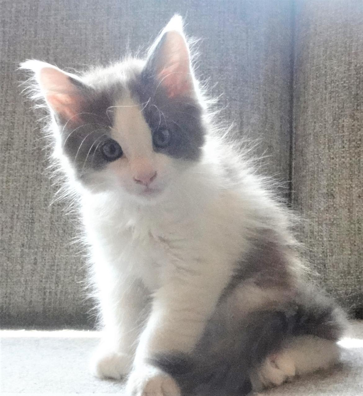 Maine Coon Blackangel's Blue Ghost billede 15