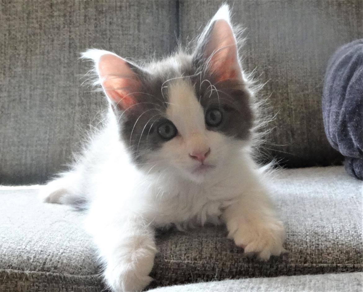 Maine Coon Blackangel's Blue Ghost billede 14