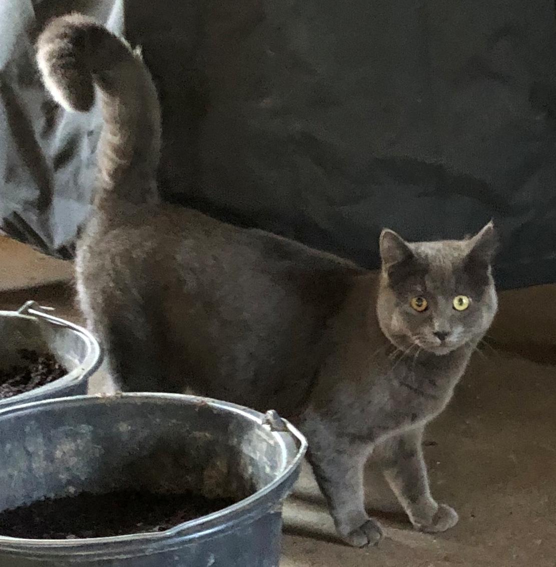 Blanding af racer Koks billede 1