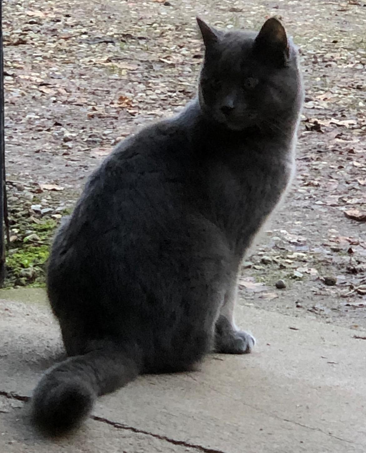 Blanding af racer Koks billede 3